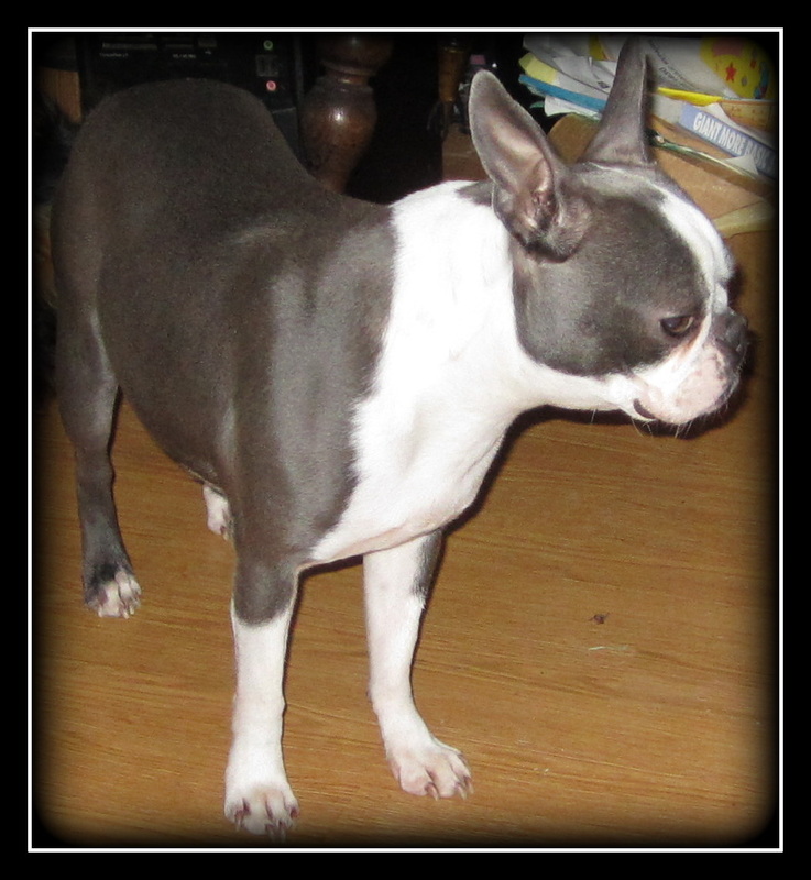Island Boston Terriers - Welcome to 